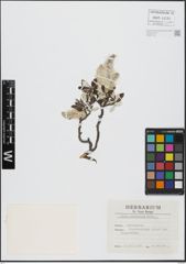 Foto von Salix helvetica Vill.